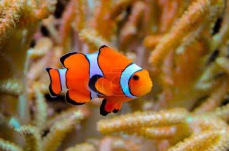 Clownfische, Anemonenfische (Amphiprion ocellaris) schwimmen zwischen den Tentakeln von Anemonen, Symbiose von Fischen und Anemonen