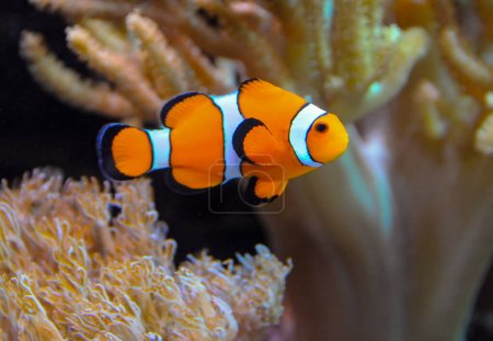 Clown fish, Anemonefish (Amphiprion ocellaris) swim among the tentacles of anemones, symbiosis of fish and anemones