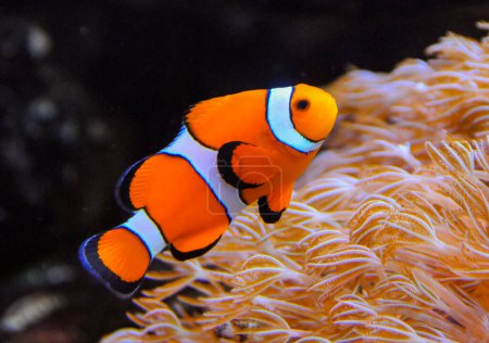 Téléchargez les photos : Poisson clown, Anémone (Amphiprion ocellaris) nage parmi les tentacules des anémones, symbiose des poissons et des anémones - en image libre de droit
