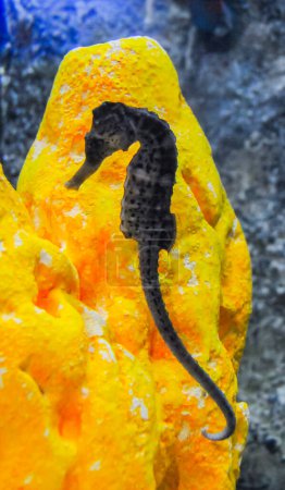 Photo for Seahorse in a large aquarium in the oceanariu - Royalty Free Image