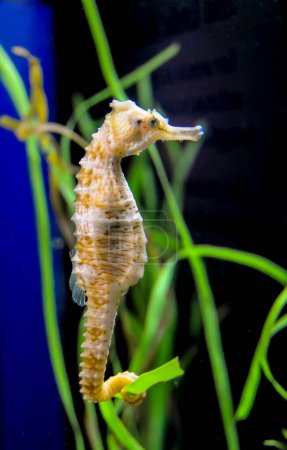 Photo for Seahorse in a large aquarium in the oceanariu - Royalty Free Image