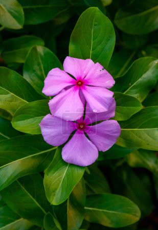 Téléchargez les photos : Fleur rose en gros plan, (Catharnthus rseus), Floride - en image libre de droit