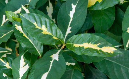 Téléchargez les photos : (Graptophyllum pictum tricolor), plantes aux feuilles colorées à l'intérieur du jardin, Floride - en image libre de droit