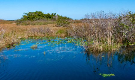 Téléchargez les photos : Végétation aquatique et marécageuse sur la rive et dans l'eau d'un lac d'eau douce dans le parc national d'Okefenoke, Floride - en image libre de droit