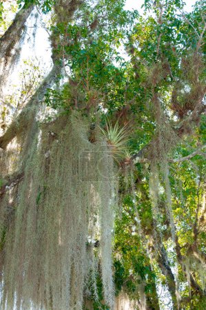 Photo for Spanish moss (Tillandsia usneoides) is an epiphytic flowering plant, is a flowering plant that grows upon larger trees - Royalty Free Image