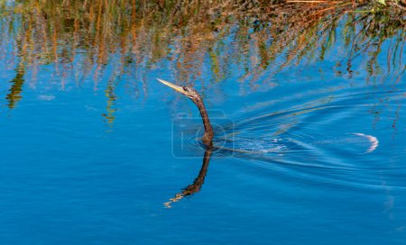Photo for An Anhinga (Anhinga anhinga), waterfowl fishing underwater in a lake in Florida - Royalty Free Image
