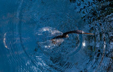 Photo for An Anhinga (Anhinga anhinga), waterfowl fishing underwater in a lake in Florida - Royalty Free Image