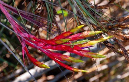 Téléchargez les photos : Anole verte (Anolis verde) sur une fleur rouge Tillandsia fasciculata, Floride - en image libre de droit