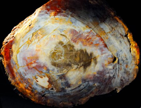 Téléchargez les photos : Arbres pétrifiés qui se sont imbibés de minéraux pendant des millions d'années et transformés en cristaux - en image libre de droit
