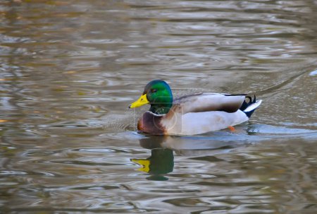 Photo for A male duck mallard (Anas platyrhynchos) swimming in a lake - Royalty Free Image