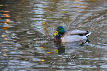 Photo for A male duck mallard (Anas platyrhynchos) swimming in a lake - Royalty Free Image