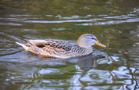 Photo for A female duck mallard (Anas platyrhynchos) swimming in a lake - Royalty Free Image