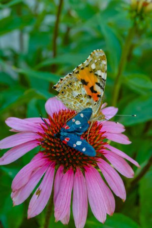 Foto de Señora pintada (Vanessa cardui) y polilla burnet (Zygaena ephialtes), las mariposas se sientan en una flor de equinácea y beben néctar - Imagen libre de derechos