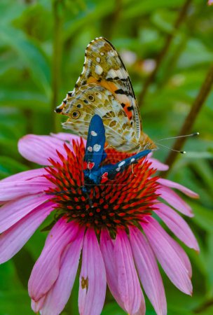 Foto de Señora pintada (Vanessa cardui) y polilla burnet (Zygaena ephialtes), las mariposas se sientan en una flor de equinácea y beben néctar - Imagen libre de derechos