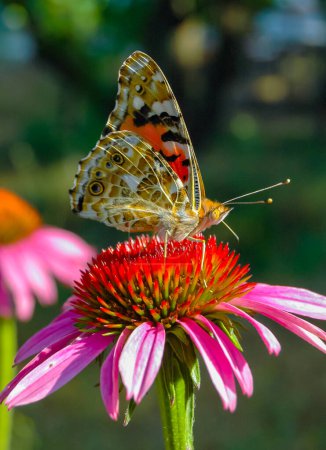 Foto de Señora pintada (Vanessa cardui), la mariposa se sienta en una flor de Echinacea purpurea y bebe néctar - Imagen libre de derechos