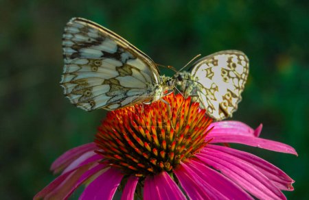 Foto de Blanco de mármol (Melanargia galathea), las mariposas se sientan en una flor de equinácea y beben néctar - Imagen libre de derechos