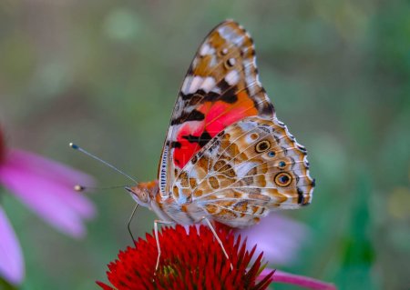Foto de Señora pintada (Vanessa cardui), la mariposa se sienta en una flor de Echinacea purpurea y bebe néctar - Imagen libre de derechos