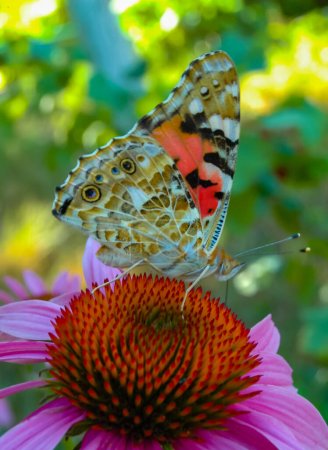 Señora pintada (Vanessa cardui), la mariposa se sienta en una flor de Echinacea purpurea y bebe néctar