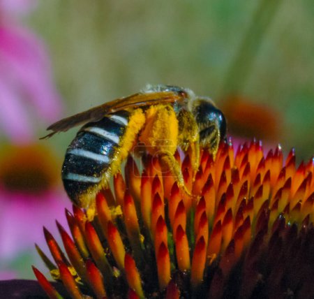 Téléchargez les photos : Abeille découpeuse de la luzerne (Megachile rotundata), insecte collecte le nectar sur la fleur d'échinacée - en image libre de droit