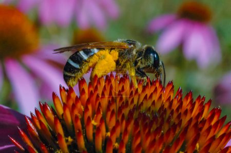 Photo for Alfalfa leafcutting bee (Megachile rotundata), insect collects nectar on echinacea flower - Royalty Free Image