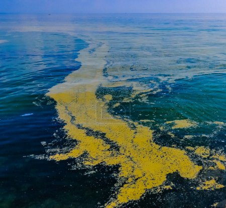 Foto de (Nodularia spumigena), desastre ecológico, una floración tóxica de algas azul-verdes en el Mar Negro - Imagen libre de derechos
