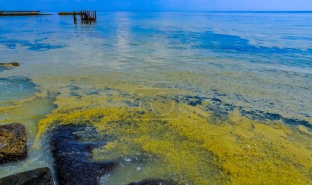 Photo for (Nodularia spumigena), ecological disaster, a toxic blue-green algae bloom in the Black Sea - Royalty Free Image