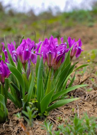 Téléchargez les photos : Plante de steppe en voie de disparition iris pygmée ou iris nain (Iris pumila), Livre rouge d'Ukraine - en image libre de droit