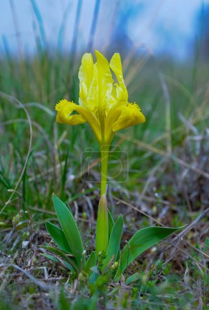 Téléchargez les photos : Iris (plante), fleurs jaunes de plantes sauvages sur les pentes du Yalpug comme, Ukraine - en image libre de droit