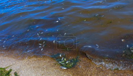 Photo for Eutrophication of the reservoir, the death of gobies and other fish in the Tiligul estuary. Water bloom, environmental problem - Royalty Free Image