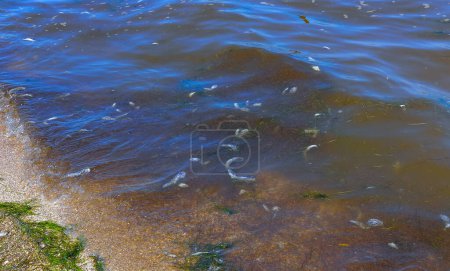 Foto de Eutrofización del embalse, muerte de gobios y otros peces en el estuario del Tiligul. Florecimiento del agua, problema ambiental - Imagen libre de derechos