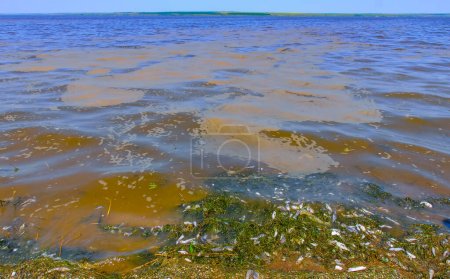 Photo for Eutrophication of the reservoir, the death of gobies and other fish in the Tiligul estuary. Water bloom, environmental problem - Royalty Free Image