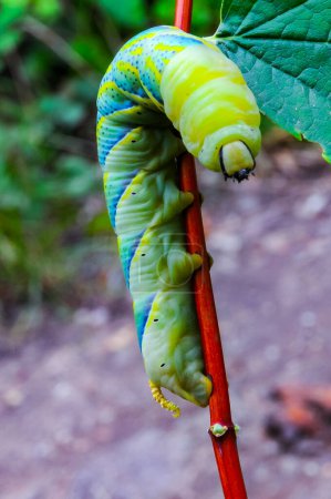 Foto de El hawkmoth africano de la muerte (Acherontia atropos), una oruga mariposa nocturna se arrastra sobre el tallo rojo de una planta - Imagen libre de derechos