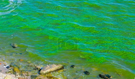 Flor de algas azul-verde en el estuario de Dnieper-Bug, eutrofización del agua, Ucrania