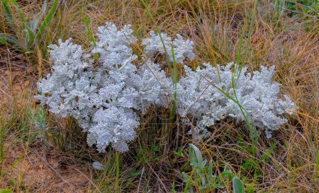 Photo for Silver ragwort (Jacobaea maritima), steppe plant in eastern Crimea - Royalty Free Image
