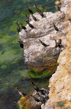 Photo for The great cormorant (Phalacrocorax carbo), birds rest on rocks covered with white droppings on the Black Sea coast, Krimea - Royalty Free Image