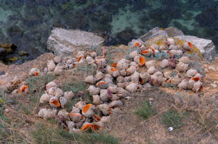 Photo for Marine invasive species Veined whelk (Rapana venosa), Empty shells lying on the shore - Royalty Free Image