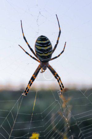 Foto de La araña avispa (Argiope bruennichi), la araña se sienta en la tela redonda, la Crimea oriental - Imagen libre de derechos