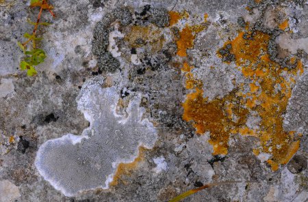 Téléchargez les photos : Lichens jaunes et gris sur les rochers côtiers et les pierres en Crimée orientale - en image libre de droit