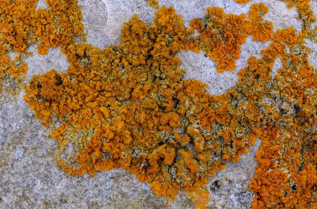 Photo for Yellow and gray lichens on coastal rocks and stones in eastern Crimea - Royalty Free Image