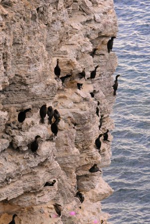 Photo for Cormorants rest on a steep bank of Pontic limestone in eastern Crimea - Royalty Free Image