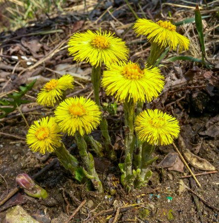 Photo for Coltsfoot (Tussilago farfara), a medicinal plant that blooms in early spring - Royalty Free Image