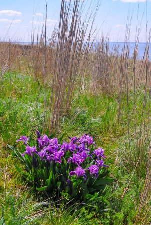 Téléchargez les photos : Fleurs violettes, Plante de steppe en voie de disparition iris pygmée ou iris nain (Iris pumila), Livre rouge d'Ukraine - en image libre de droit