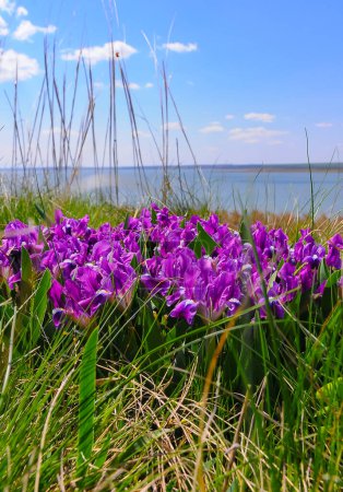 Photo for Purple flowers, Endangered steppe plant pygmy iris or dwarf iris (Iris pumila), Red Book of Ukraine - Royalty Free Image