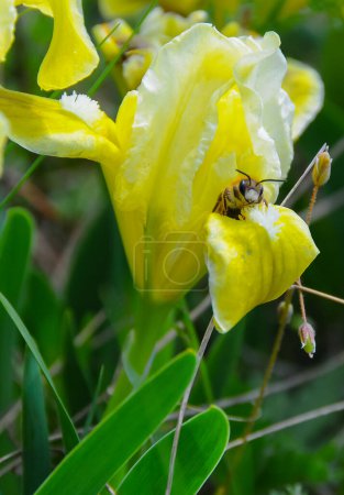 Téléchargez les photos : Fleurs jaunes, Plante de steppe en voie de disparition iris pygmée ou iris nain (Iris pumila), Livre rouge d'Ukraine - en image libre de droit