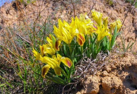 Téléchargez les photos : Fleurs jaunes, Plante de steppe en voie de disparition iris pygmée ou iris nain (Iris pumila), Livre rouge d'Ukraine - en image libre de droit