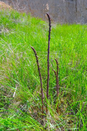 Photo for Horsetail, snake grass, puzzlegrass (Equisetum arvense), puzzlegrass on the lake shore, Ukraine - Royalty Free Image