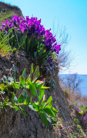 Téléchargez les photos : Fleurs jaunes et violettes, Plante de steppe en voie de disparition iris pygmée ou iris nain (Iris pumila), Livre rouge d'Ukraine - en image libre de droit