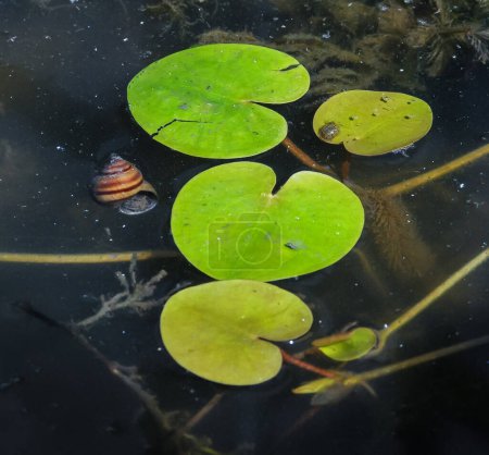 Téléchargez les photos : (Hydrocharis morsus-ranae), Feuilles de la plante flottant à la surface de l'eau au lac Yalpug, Ukraine - en image libre de droit