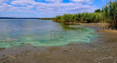 Foto de Algas verde-azules (Microcystis aeruginosa) florece en el lago Yalpug, Ucrania - Imagen libre de derechos
