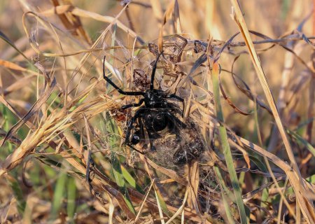 Photo for European black widow (Latrodectus tredecimguttatus),  a spider sits in the grass in its nest with killed insects - Royalty Free Image